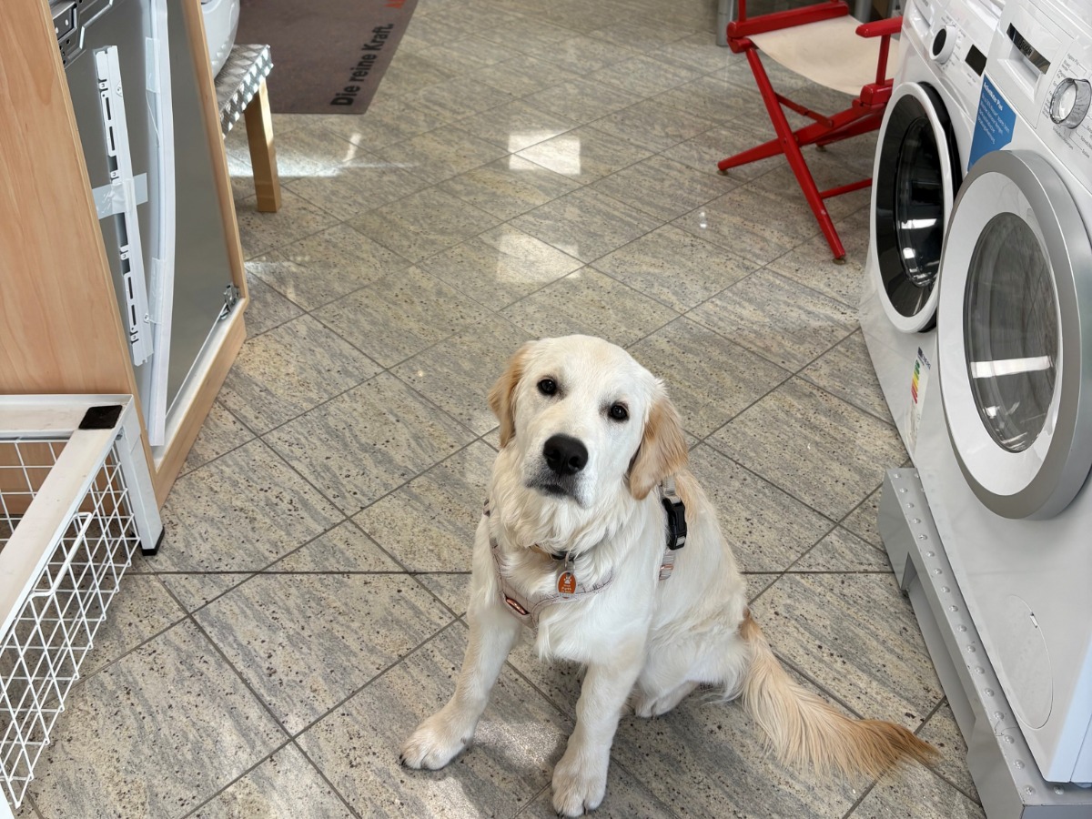 Büro- und Ladenhund Dobby
